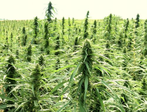 Takeaways from Tallahassee — Hemp on horizon?